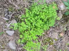 Cysticapnos cracca