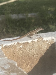 Anolis sagrei