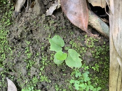 Mickelopteris cordata