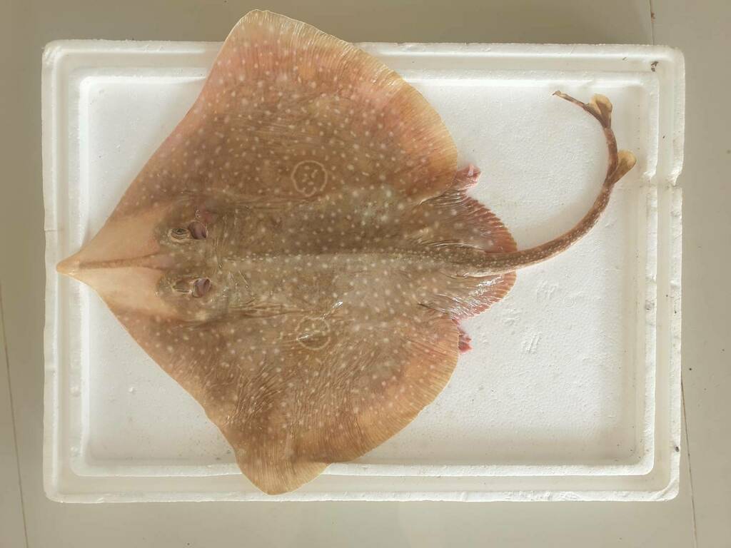 Indian Ring Skate