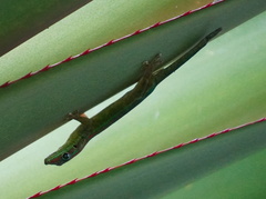 Phelsuma cepediana