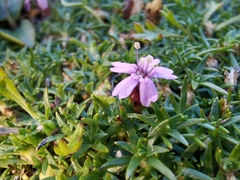 Silene acaulis exscapa