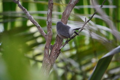 Zosterops mauritianus