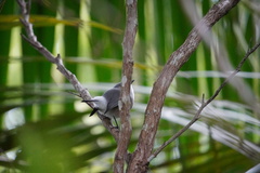 Zosterops mauritianus