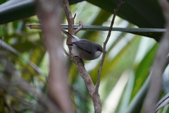 Zosterops mauritianus