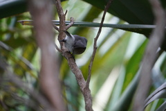 Zosterops mauritianus