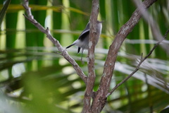 Zosterops mauritianus