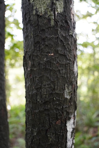 Diospyros tessellaria observed 2022-07-21