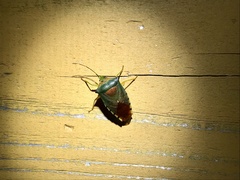 Acanthosoma denticaudum