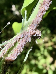 Neoprociphilus aceris