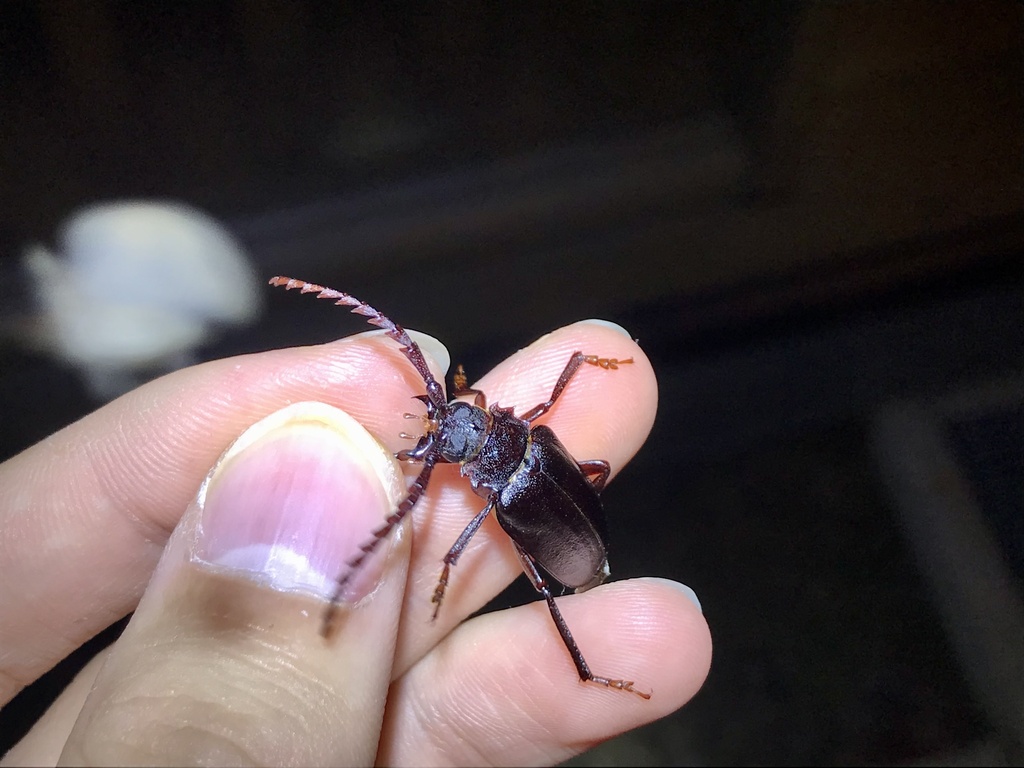Prionus sejunctus