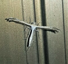 Stangeia xerodes