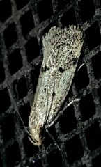 Mimobrachyoma meselectra