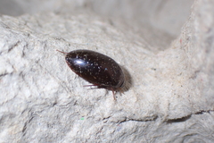 Sternolophus rufipes