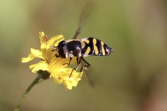 Didea intermedia