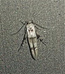 Stathmopoda tritophaea