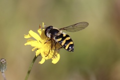 Didea intermedia