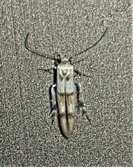 Stathmopoda tritophaea