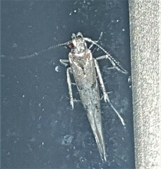 Anatrachyntis rileyi