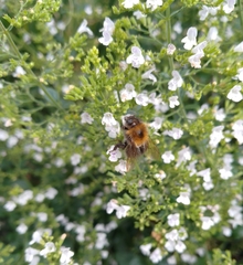 Bombus pascuorum