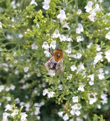 Bombus pascuorum