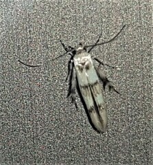 Stathmopoda tritophaea