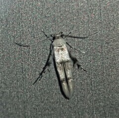 Stathmopoda tritophaea