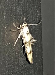 Stathmopoda tritophaea