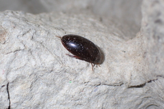 Sternolophus rufipes