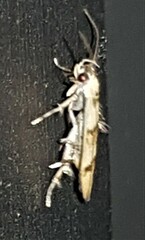 Stathmopoda tritophaea