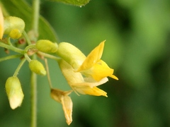 Rhynchosia acuminatifolia