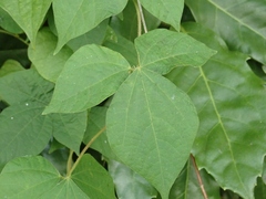Rhynchosia acuminatifolia