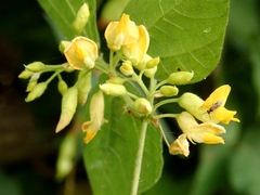 Rhynchosia acuminatifolia