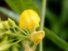 Rhynchosia acuminatifolia
