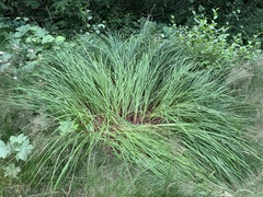 Carex scopulorum