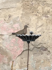 Zenaida auriculata