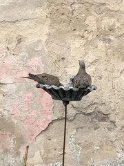 Zenaida auriculata