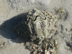 Hippopus hippopus