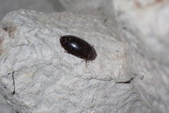 Sternolophus rufipes