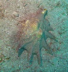 Lambis truncata sebae