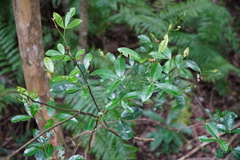 Zanthoxylum asiaticum