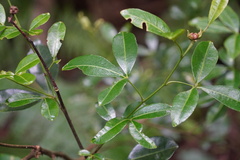 Zanthoxylum asiaticum