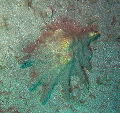 Lambis truncata sebae