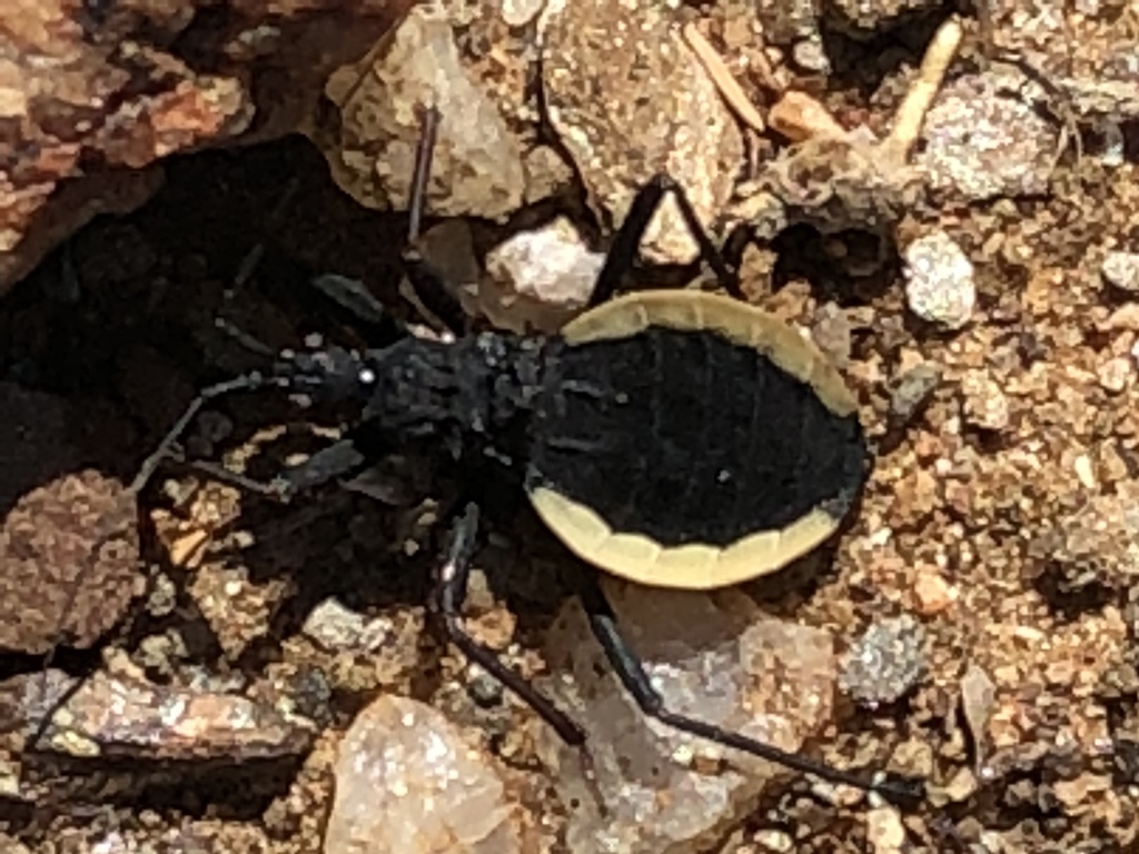 Edocla
