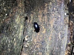 Metaclisa atrocyanea