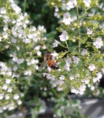 Apis mellifera