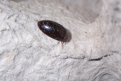 Sternolophus rufipes
