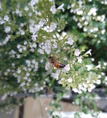 Apis mellifera