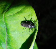 Anaesthetis testacea