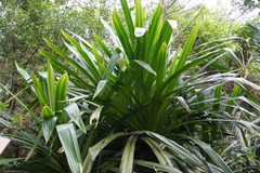 Pandanus macrostigma